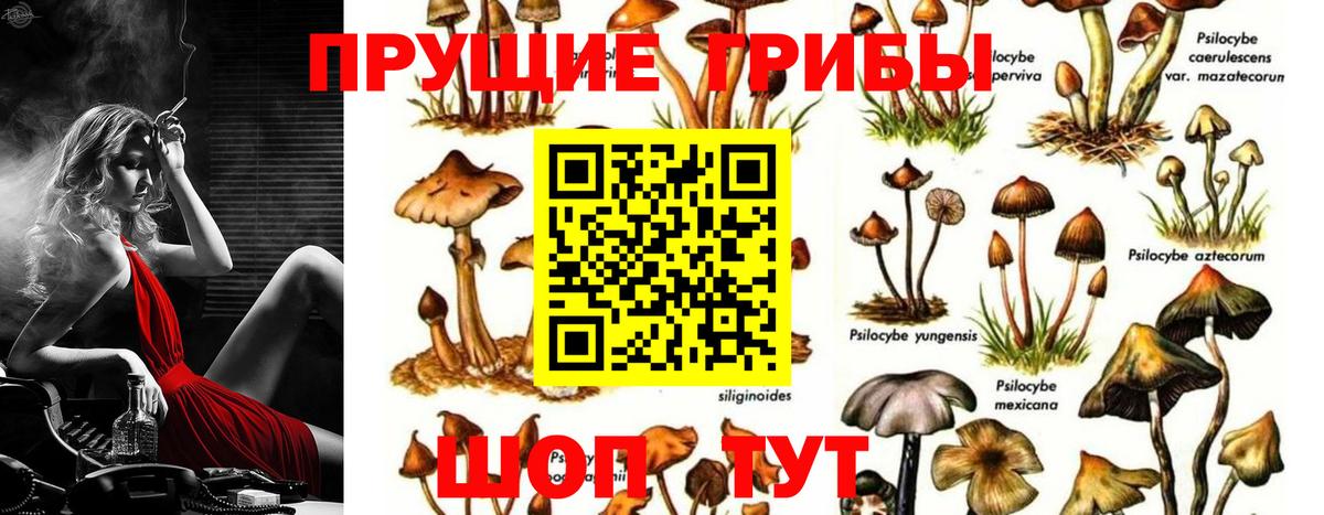 Псилоцибиновые грибы прущие грибы Пушкино